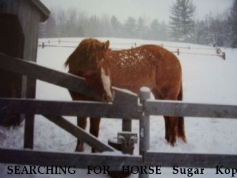 SEARCHING FOR HORSE Sugar Kopa Spice, Near Dexter, ME, 04930